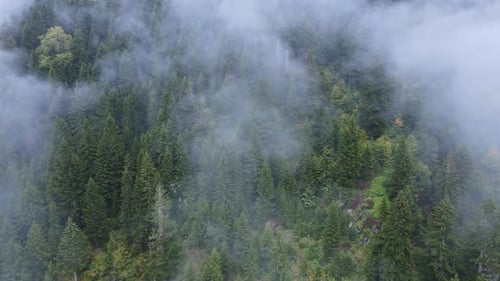 Moody and spooky cinematic forest in mountain during rain