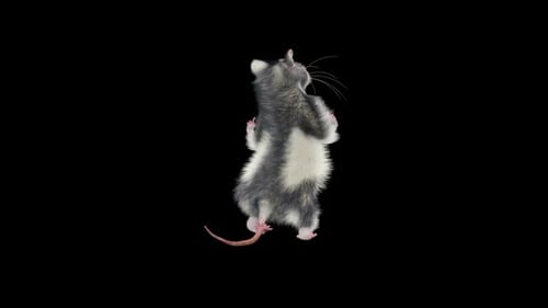 Realistic Rat Animation Standing on Hind Legs