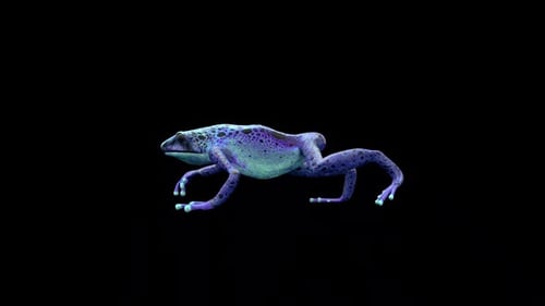 Blauer Frosch