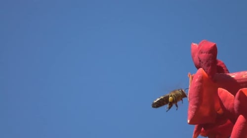 Bee & Flower