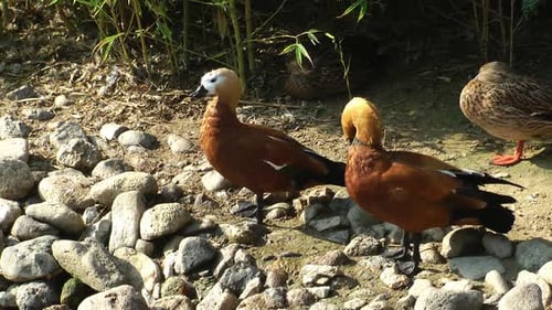 Canard 4