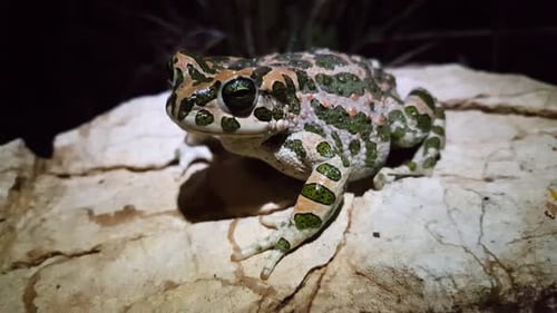 European green toad on a rock