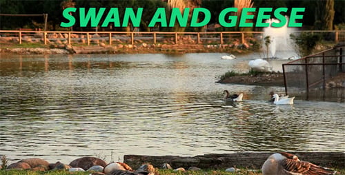 Swan And Geese 3
