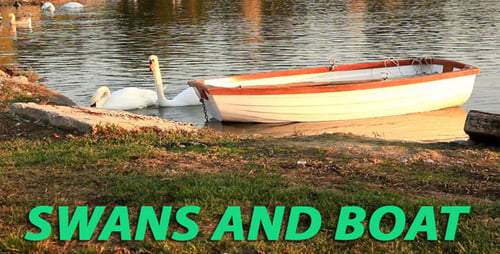 Schwäne Und Boot