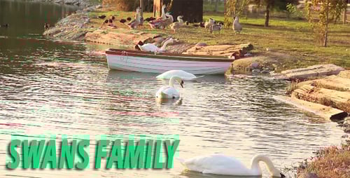 Swans and Geese Relaxing by a Pond