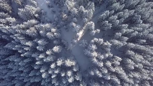 Aerial Flyover Frozen Snowy Spruce Forest