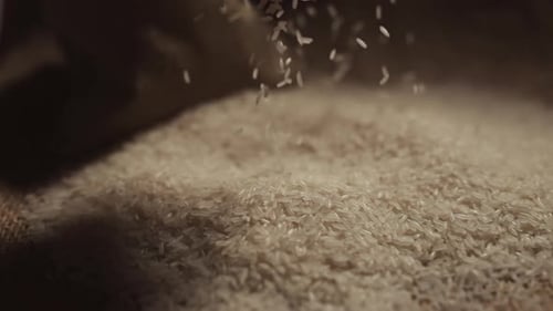 Close Up of Rice Seed in Farmer Hand