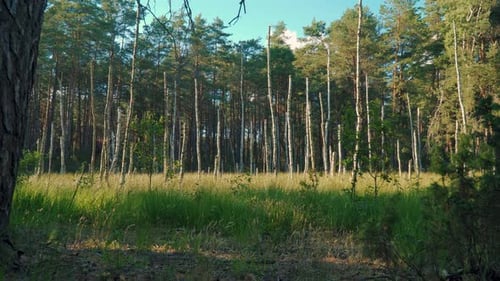 view of the fresh green grass and trees in the forest