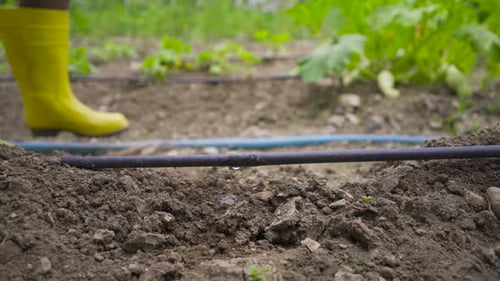Hose irrigation in agriculture.