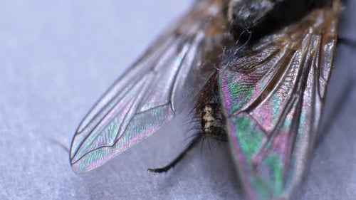 Detailed Close-up of Fly with Iridescent Wings