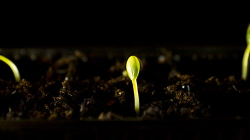 Water Melons Sprouting Time Lapse