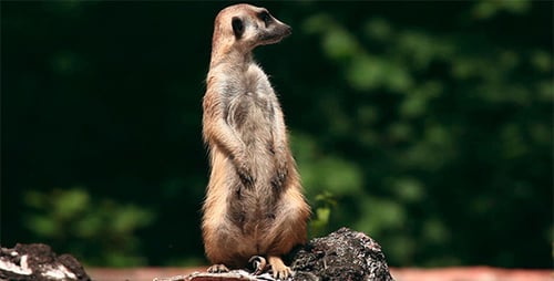 Erdmännchen.