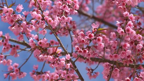 Pink Cherry Blossoms in Full Bloom Against Blue Sky