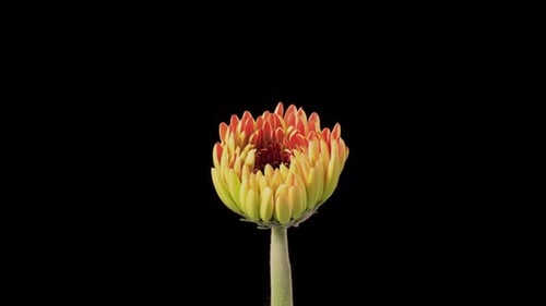 Vibrant Orange Flower Blooming in Time Lapse