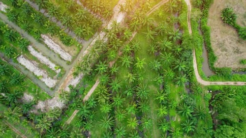 An aerial view from a drone flying over a coconut grove