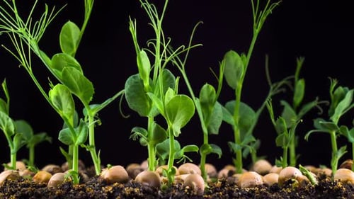 Seedlings Growing in Time Lapse Close Up