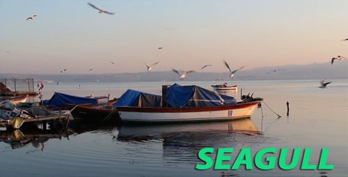 Fishing Boats at Sunset with Seagulls Flying Around