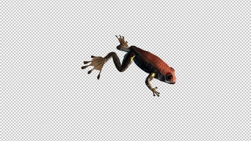 Animated 3D Frog Jumping and Flipping