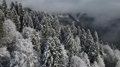 Aerial View of a Beautiful Winter Landscape with Snowy Green Coniferous Forest