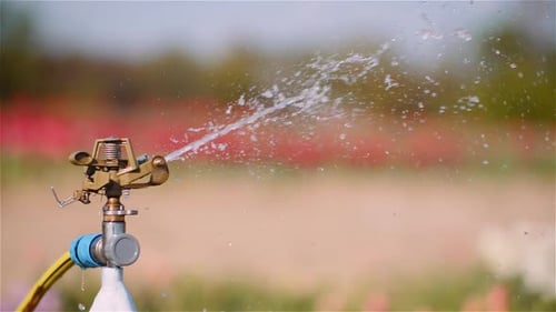Agriculture - Water Sprinkler Watering Tulips at Flower Plantation Farm.
