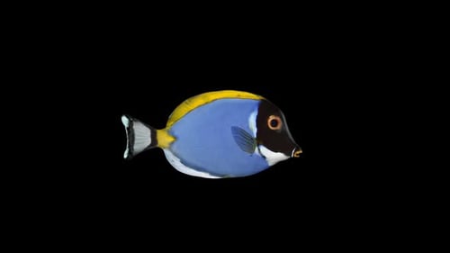 Blue Tang Fish Swimming Loop Animation