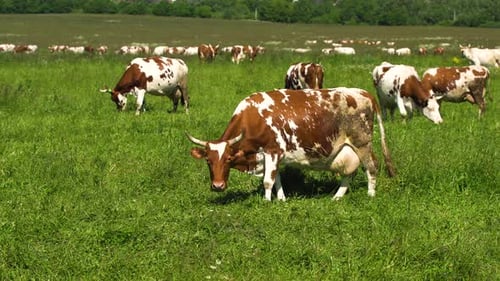 Cows Grazing in a Peaceful Rural Field