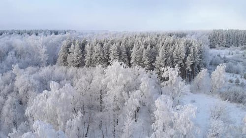 Snow Covered Forest in Beautiful Winter Aerial