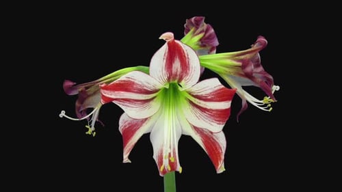 Blooming Amaryllis Wilting on Black Background Time Lapse