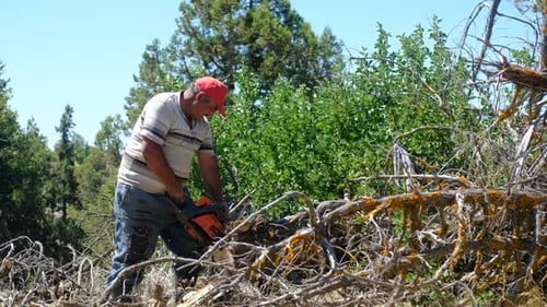 Man Cutting Branches with a Chainsaw in the Woods