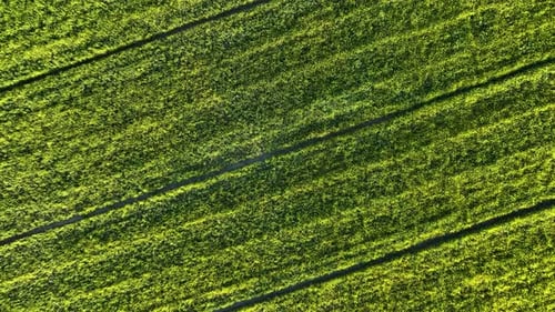 Farm Felder-Hintergrund-Textur 4 K