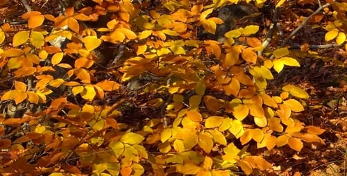Herbst-Bäume