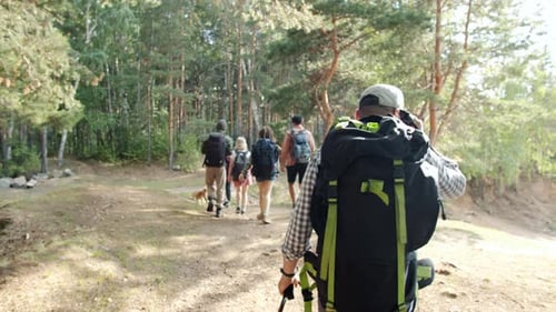 Back View of Young Man with Backpack Enjoying Nordic Walking with Poles in Forest Hiking with