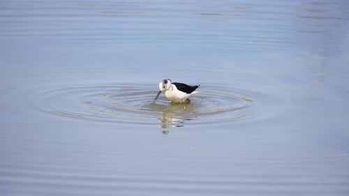 Black Winged Stilt