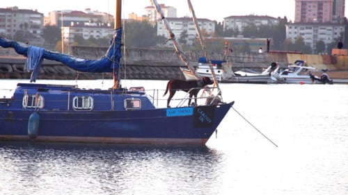 perro, en, un, barco