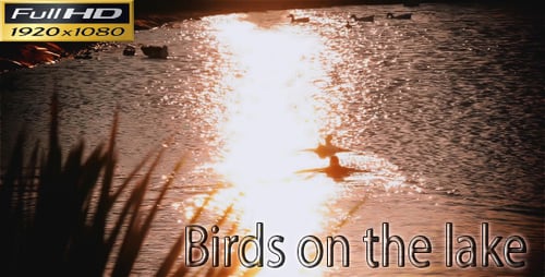 Pássaros no lago - natureza Full HD