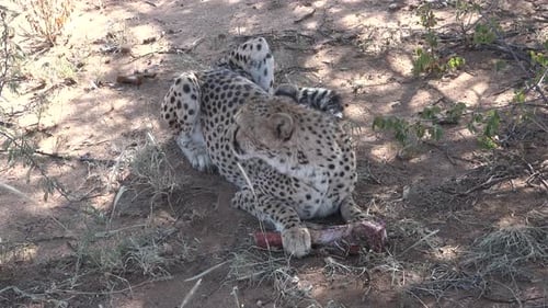 Wild African Cheetah Predator Eating Dead Prey in Kenya, Africa, on a hot dry sunny summer day.