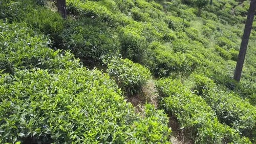 Aerial Motion Above Green Tea Bushes Growing on Plantation