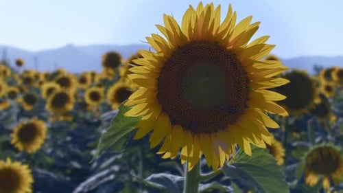 Sunflowers In Green Nature 17