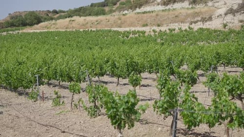 Champ large de raisins de vigne poussant sur les montagnes de Chypre à l'extérieur