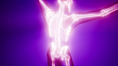 Human Skeleton Radiography Medical Scan
