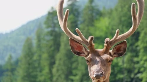 Close Up of Majestic Deer in the Forest