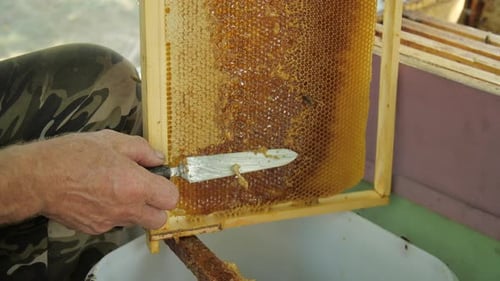 Concepto de producción de miel