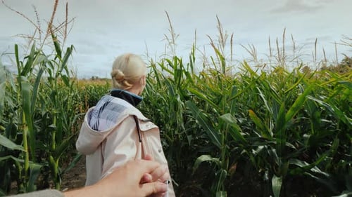 Woman Leads Companion Through Sunny Rural Cornfield