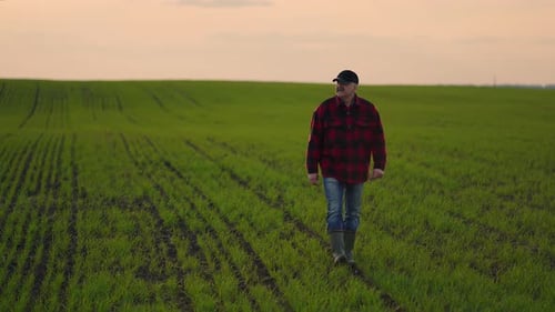 Senior Farmer Walks Across the Green Field with a Tablet in His Hands on Sunset
