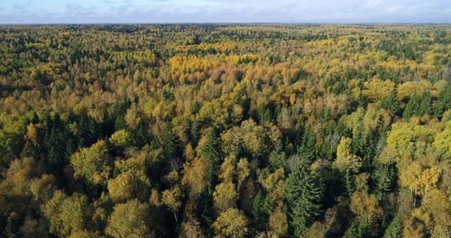 Herbstwald im Sonnenlicht 2
