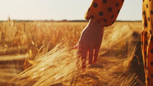 Pregnant woman in the rays of the sunset in the field