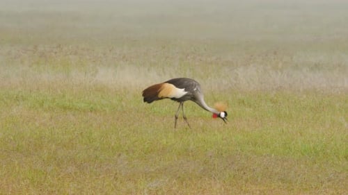 Pájaro grulla en el parque nacional del Serengeti - Tanzania