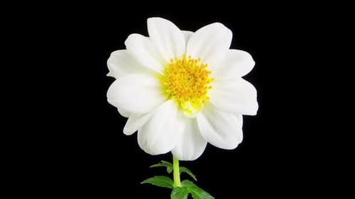 Time Lapse Flower Opening