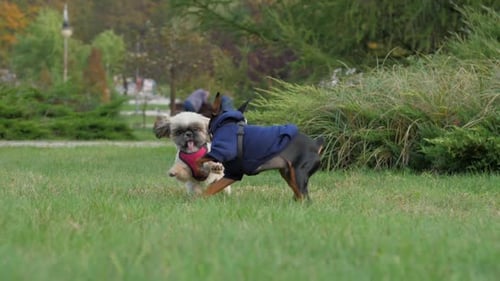 Shih Tzu Dog with Doberman Puppy Play Biting on Green Lawn