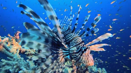 Feuerfisch aus dem Roten Meer